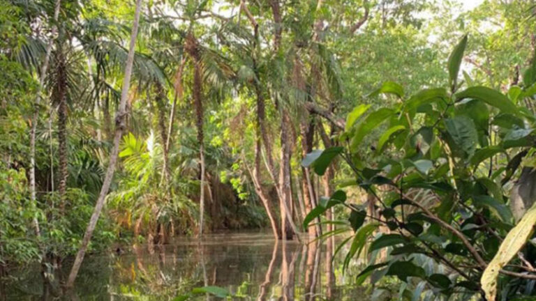 Imagem de uma floresta com arvores altas e a margem de um rio