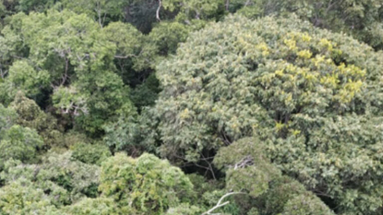Imagem área de uma floresta