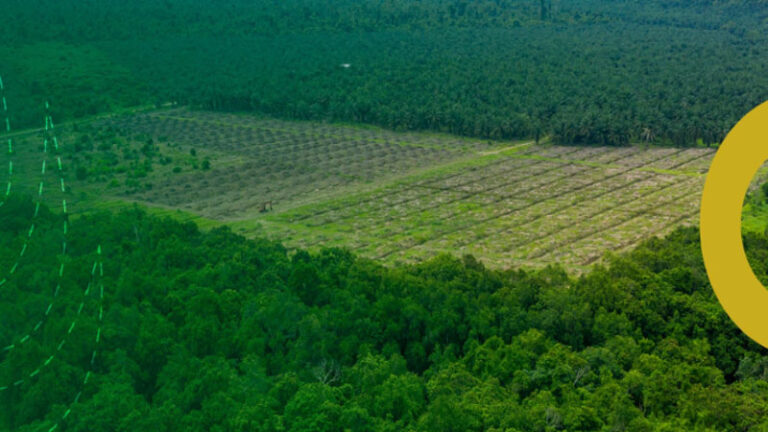 Imagem aérea de uma floresta com uma plantação no centro